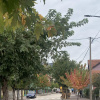 Donji Milanovac (2)